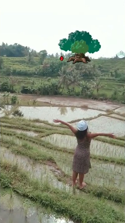 Sawah  di  Bali  #Bali #sawah#viral #tiktok #short