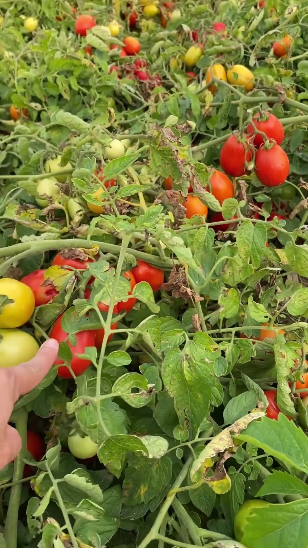 Tomato farm #jendmoore #tomatoes #farm #amazing  #fruits