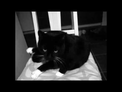 cat แปลว่า Night time bath