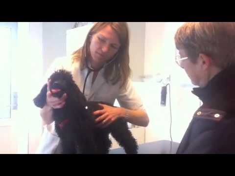 Video: Hjerteormssygdomme Hos Hunde (Dirofilariasis Hos Hunde)