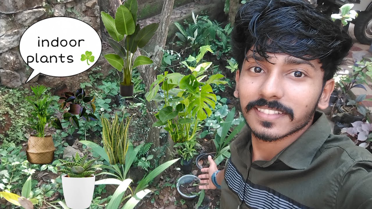 Indoor plants updates unique traveller garden Trivandrum / All india