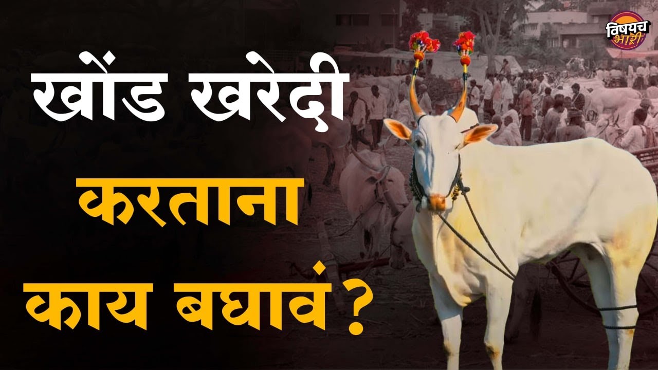 खोंड खरेदी करताना या ५ गोष्टी बघितल्याच पाहिजेत | Bailgada Sharyat | Vishaych Bhari