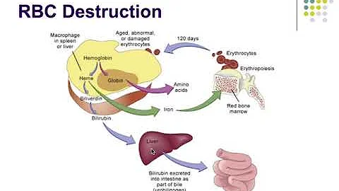 Pathophysiology Ch 13 Alterations in Oxygen Transport - DayDayNews