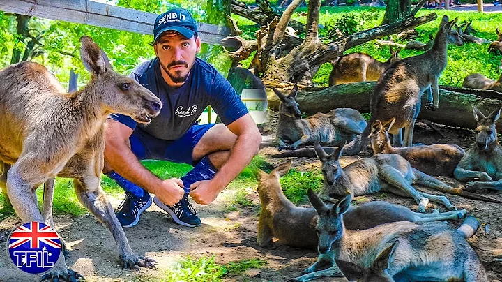 SURROUNDED BY 100 KANGAROOS!