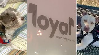 SF company step closer to creating drug that could help dogs live longer; reaches FDA milestone screenshot 2