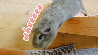 Just A Regular Morning With The Guinea Pigs