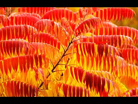 Βίντεο: Εξωτική ομορφιά σουμάκ. δέντρο μπαχαρικών