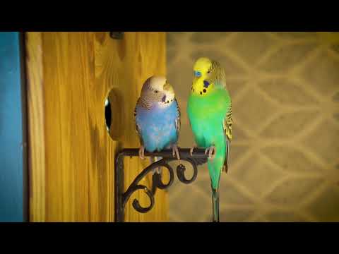 Real Budgie Sounds – Aviary Birds Singing