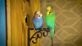 Real Budgie Sounds – Aviary Birds Singing