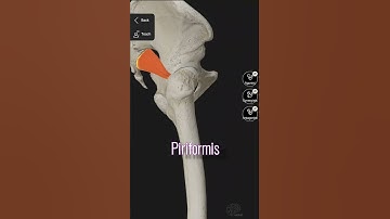 Hip Abduction muscles