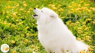 12 Hours of Dog Calming Music 💖Dog Music to Ease Separation Anxiety in Dogs, Clam your Dogs to Sleep