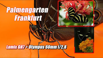 Butterflies in Palmengarten Frankfurt 🦋 | Lumix GH7 + Olympus 60mm Macro