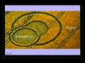 Proof!!! Crop Circle messages by Maurice Osborne 2/6