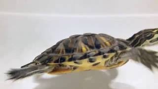 Красноухие черепахи плавают