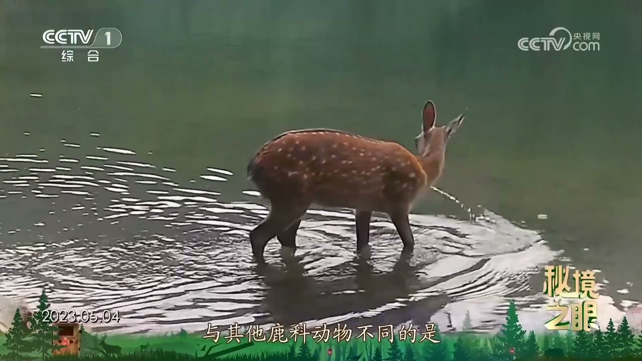 梅花鹿 秘境之眼》 梅花鹿20240602| CCTV - YouTube
