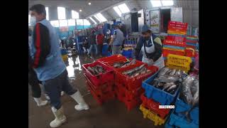 Visitando El Terminal Pesquero De Villa Maria Del Triunfo -- Parte 1.