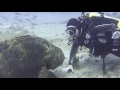 Say Hi to your friendly Goliath Grouper "Buddy"