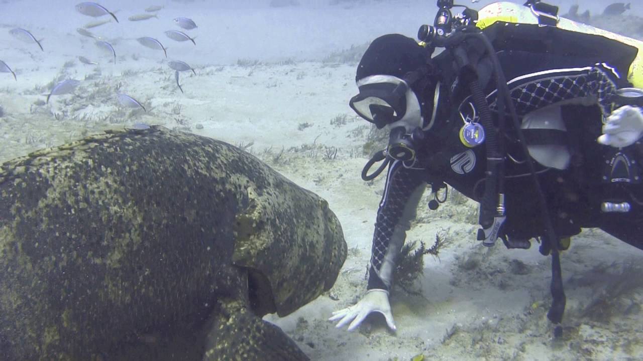 Say Hi to your friendly Goliath Grouper 