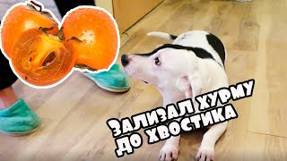 ХУРМА - лучшая вкусняшка для собак