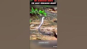 When Mongooses Hunt 💥🐾 | Smart & Deadly Predator #wildlife #animals #snake #wildanimals #nature #bea
