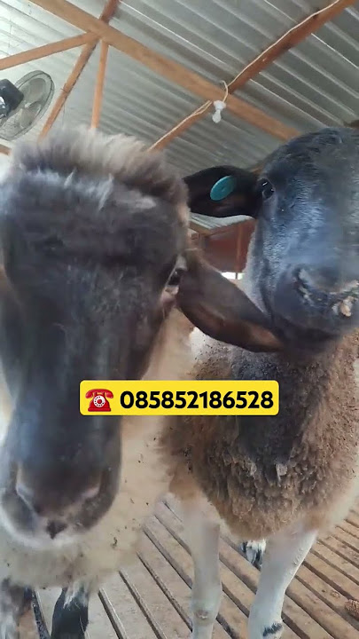 Domba Suffolk Fullblood #domba #marketdomba #sheep #ternak