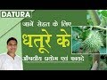 आयुर्वेदिक गुणों से भरपूर है धतूरे (Thorn Apple) का पौधा | Acharya Balkrishna