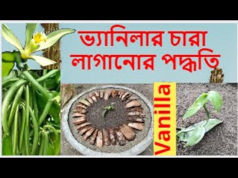 ভিডিও: মশলা আলু গরম করার W টি উপায়