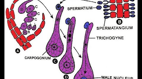 Polysiphonia-  Sexual reproduction II