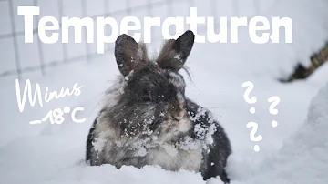 Bei welchen Temperaturen müssen Kaninchen rein?