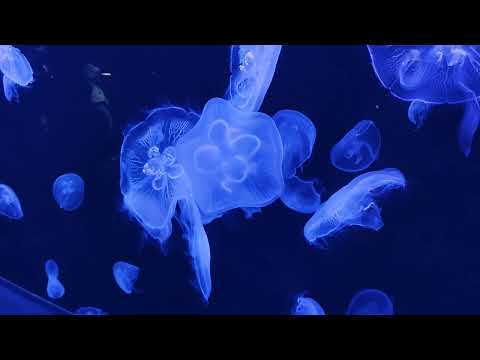 Jellyfishglowandstarttoflow Jellyfish 