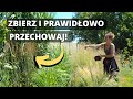 Jak prawidłowo zbierać i przechowywać nasiona pomidorów, ogródków i innych roślin w tym ozdobnych?