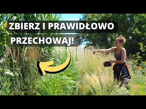 Wideo: Gdzie przechowywane są ziarna?