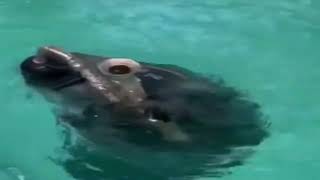 LTG TeaBag Montage the Squigiis that i get (classic)