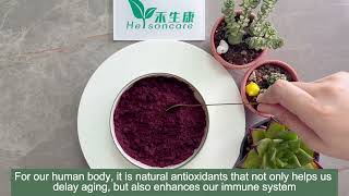 Freeze Dried Blueberry Powder