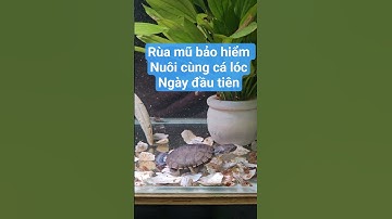 Rùa mũ bảo hiểm nuôi cùng cá lóc ngày đầu tiên