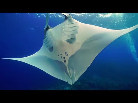 Spotted Eagle Rays, Southern Stingrays, Reef Manta Rays And Giant Oceanic Manta Rays
