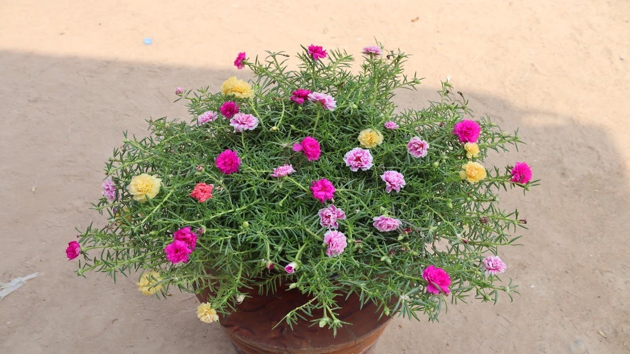 How To Grow Portulaca Flower Moss Rose Youtube How To Grow Portulaca Flower Moss Rose Youtube