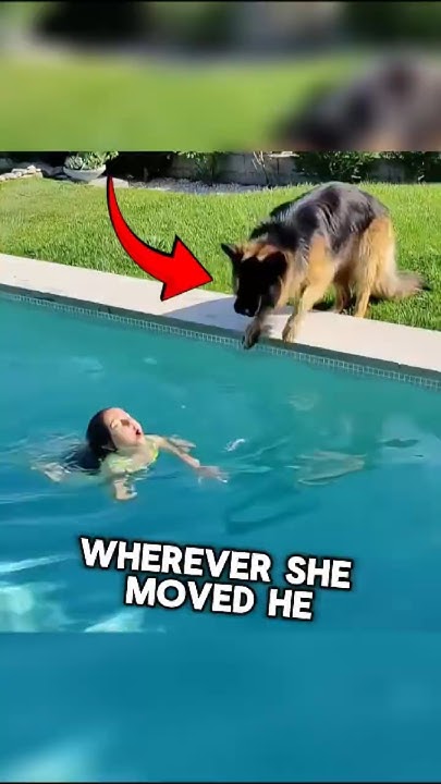 The Loyal Dog Watching Over the Little Girl â¤ï¸ #shorts The Loyal Dog Watching Over the Little Girl â¤ï¸ #shorts