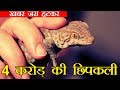 Hunting the Tokay Gecko Tuko Gecko Price In India