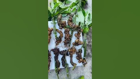 15 củ = 1,5kg Sâm Ngọc Linh rừng già mọc rêu, đã kiểm định chuẩn sâm