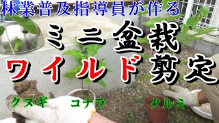 ミニ盆栽作り【BONSAI】バッサリ剪定と植え替え