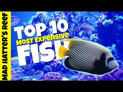 top 10 exotic saltwater fish