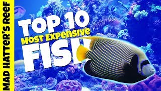 Top 10 Most Expensive Saltwater Fish