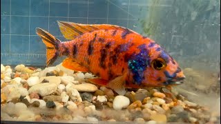 California Red OB Dragon Blood Peacock Cichlid (now Red OB Dragon Blood)