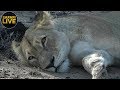 safariLIVE - Sunrise Safari - November 8, 2018