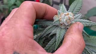 New Top Shelf Marijuana strains Sacramento Northern California commercial inventory￼ pheno hunting