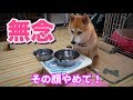 柴犬小春 【もうお終い?】食後のがっかり感がどうしても顔に出てしまう柴犬