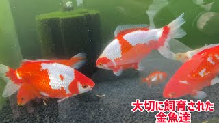 【金魚愛好家訪問】大事に飼育された更紗和金達【odaminさんpart2】