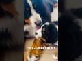 ついに決定‼️バーニーズの子犬のフルネームを発表します🐾