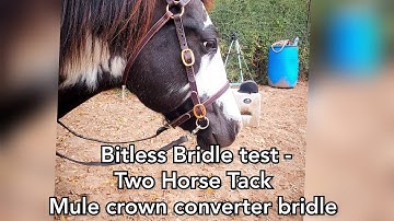 Bitless Test - 2 horse tack leather converter bridle with side pull rings